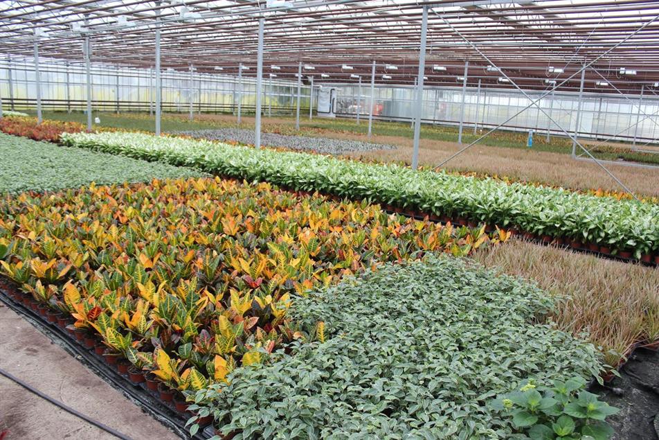 What opportunities are there for UK houseplant growers? HortWeek
